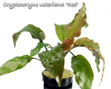 Cryptocoryne usteriana Red